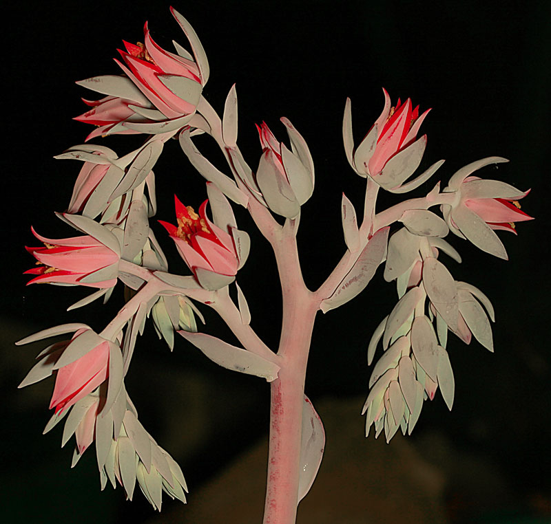 Echeveria cv Brink's Blue